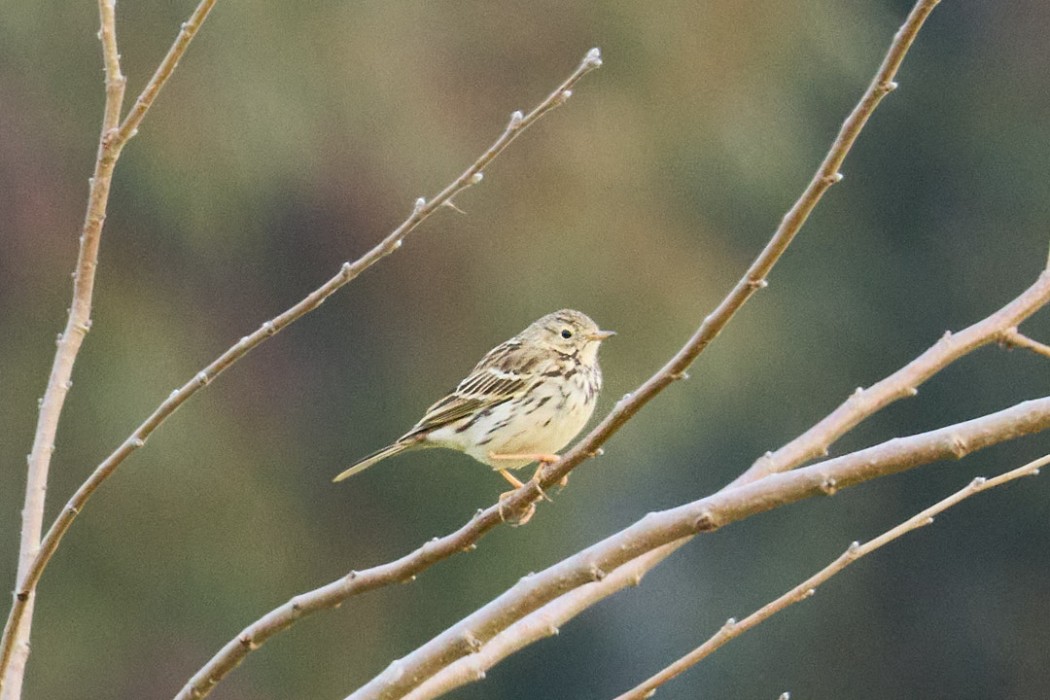 Meadow Pipit