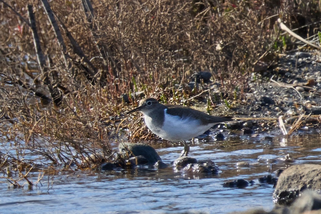 Common Sandpiper