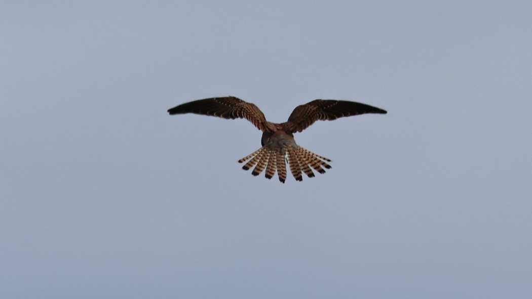 Common Kestrel