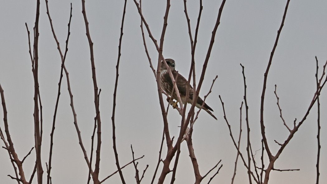 Merlin