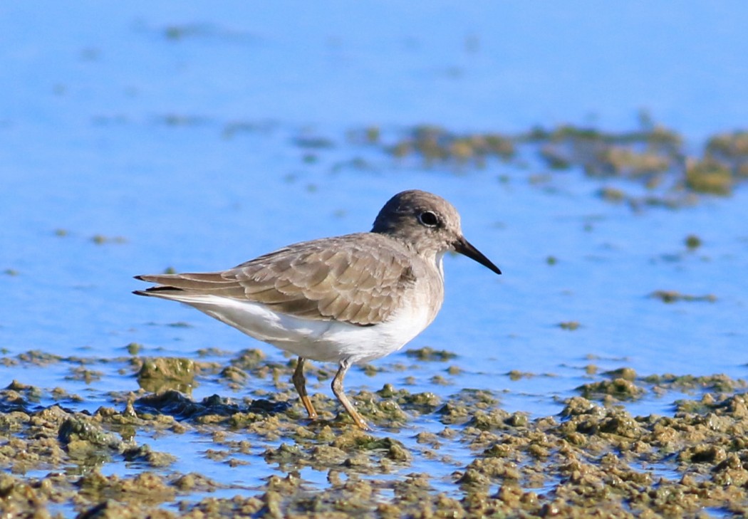 Temminck`s Stint
