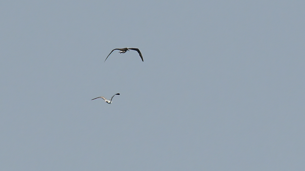 Northern Gannet