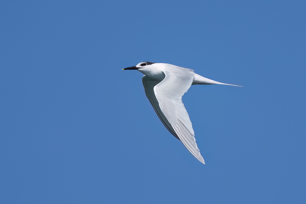 Sandwich Tern