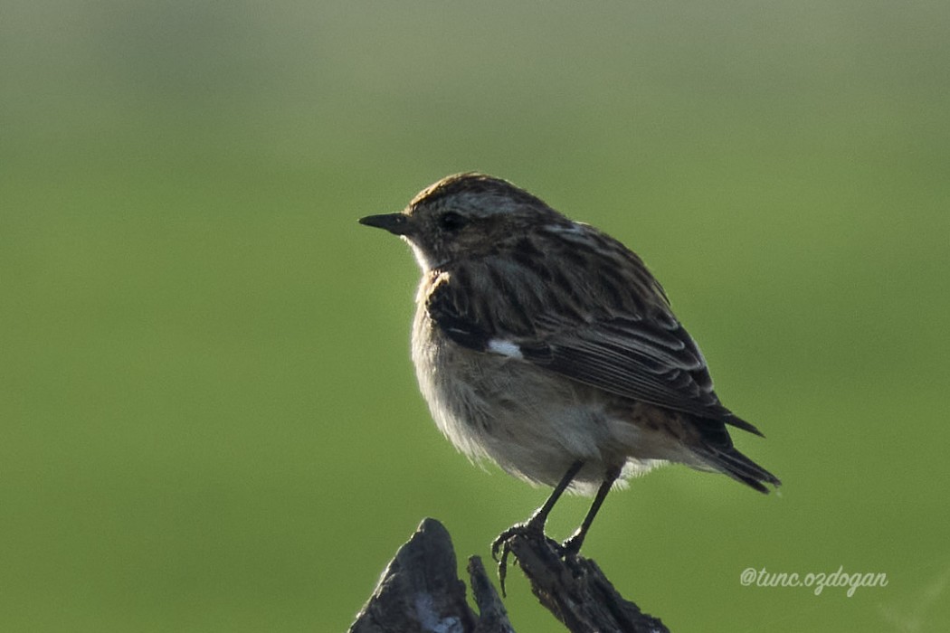 Whinchat