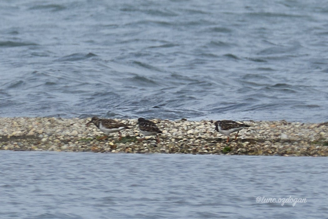 Ruddy Turnstone