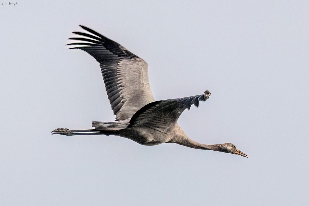 Common Crane