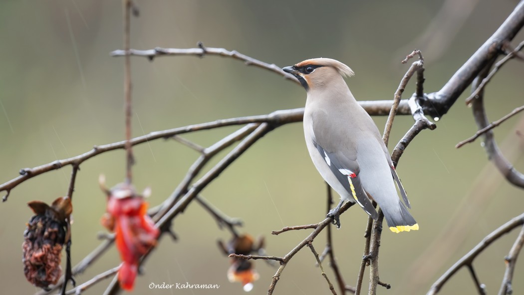 Bohemian Waxwing
