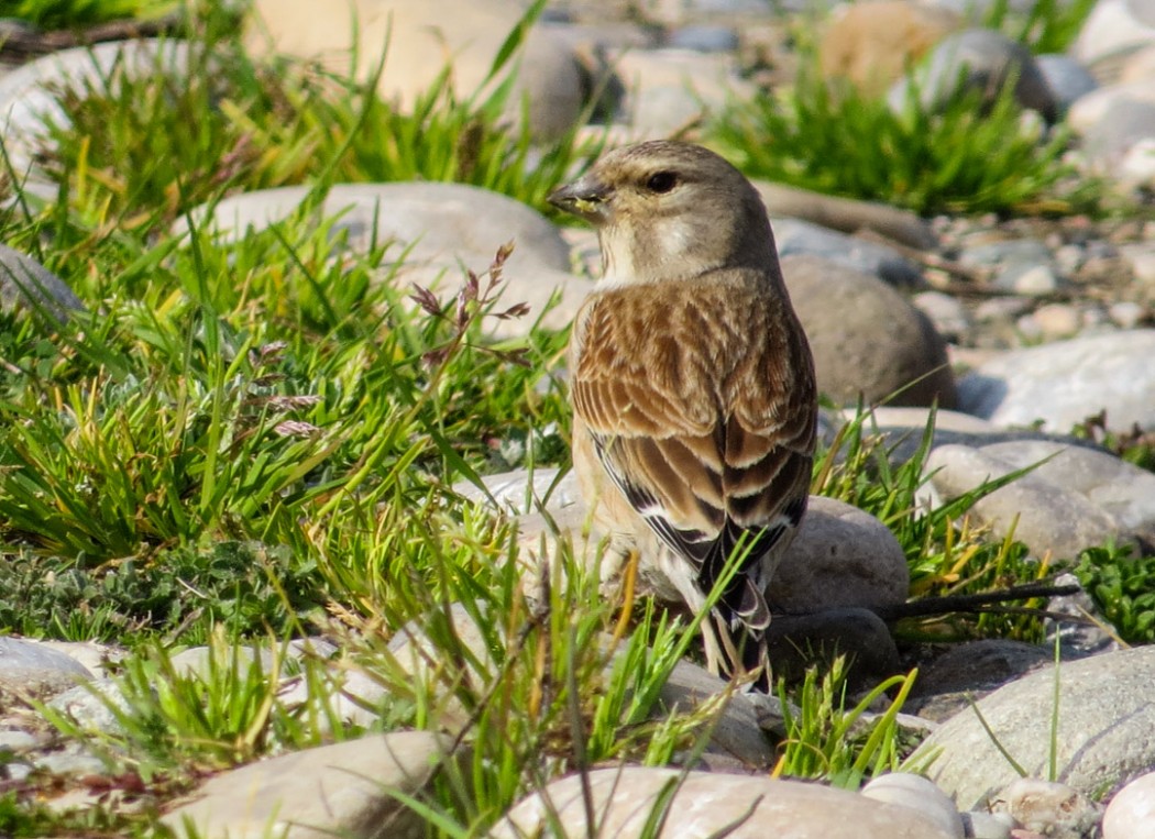 Common Linnet