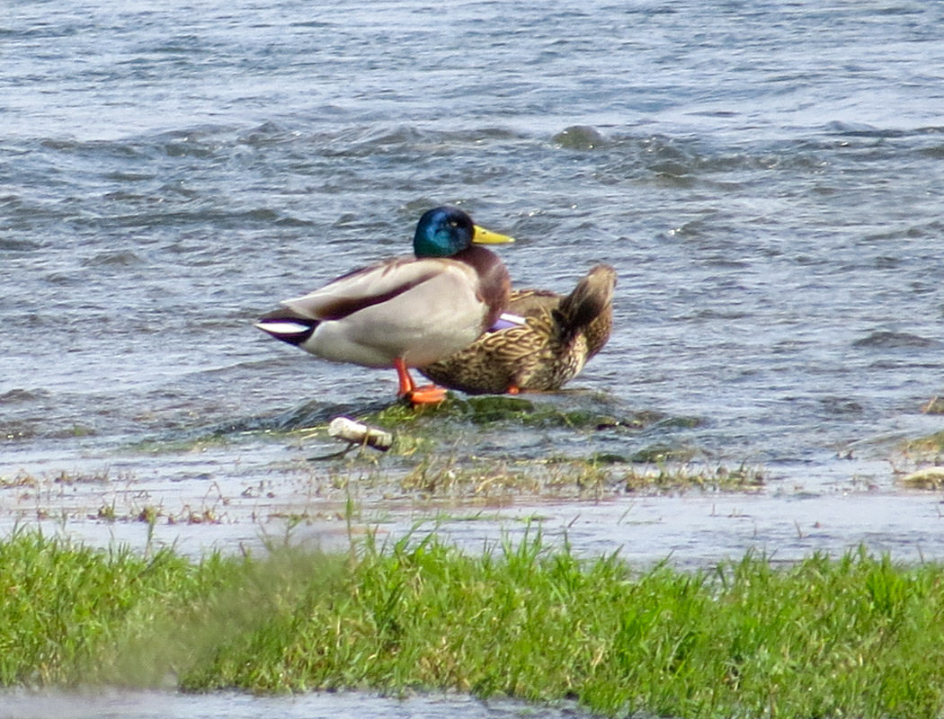 Mallard