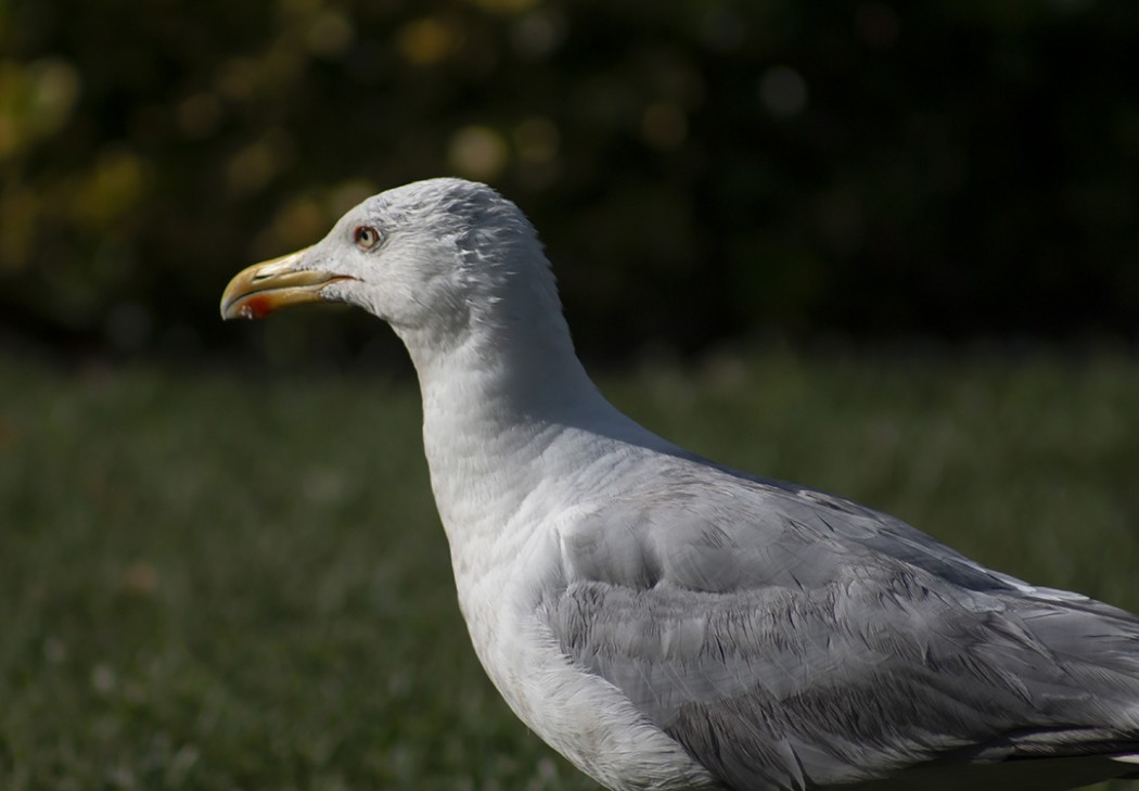 Yellow-legged Gull