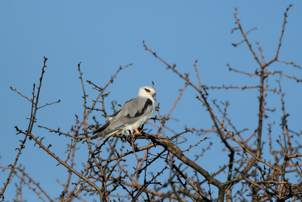 Black-winged Kite