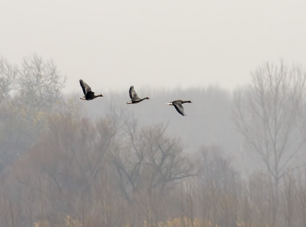 Greater White-fronted Goose