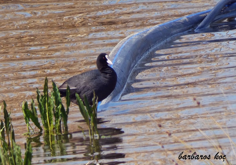 Eurasian Coot