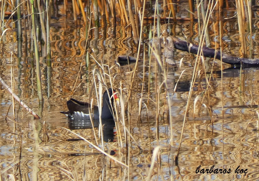 Common Moorhen