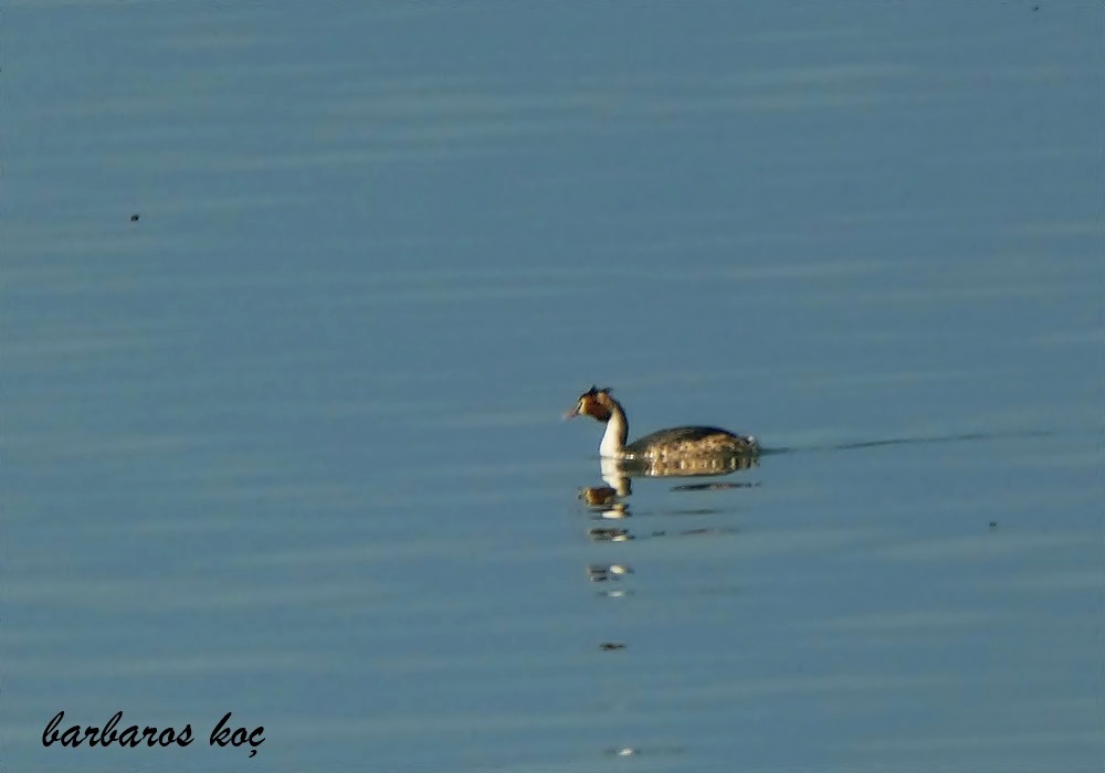 Great Crested Grebe