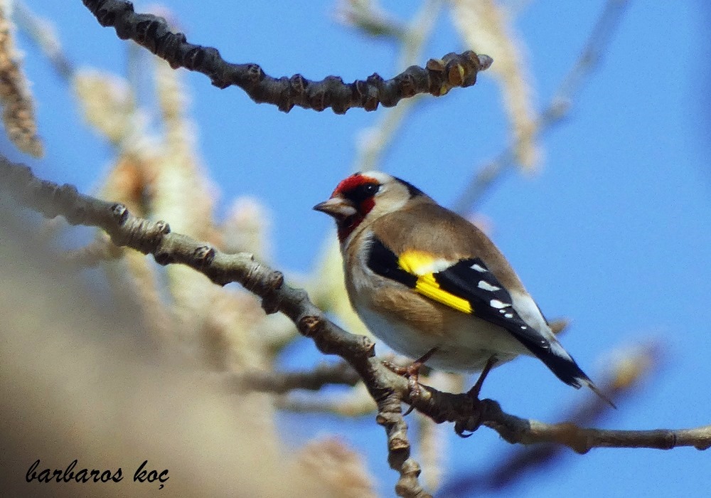 European Goldfinch