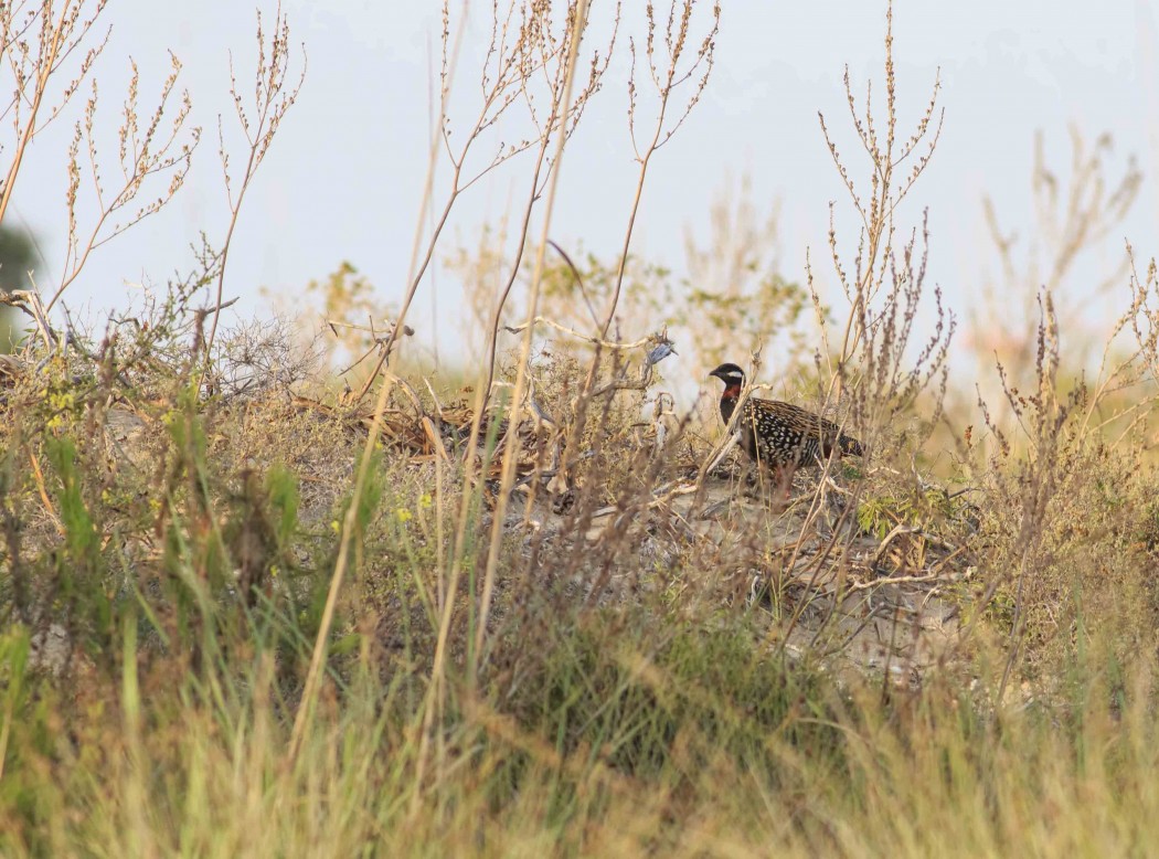 Black Francolin
