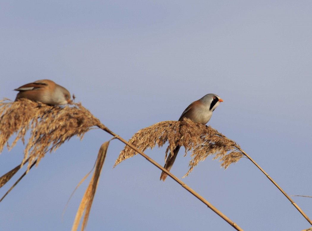 Bearded Reedling
