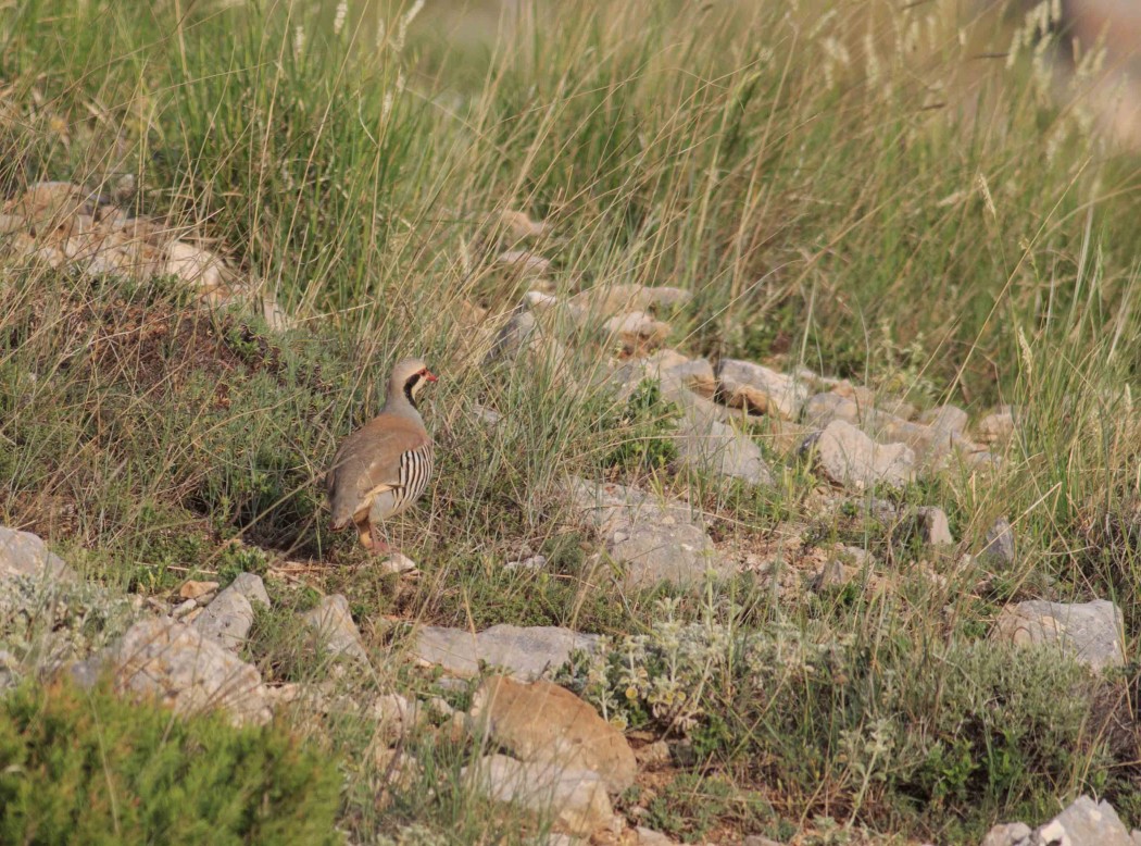Chukar Partridge