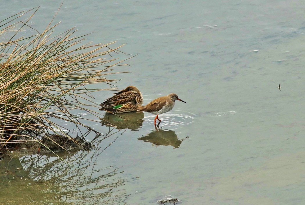 Common Redshank