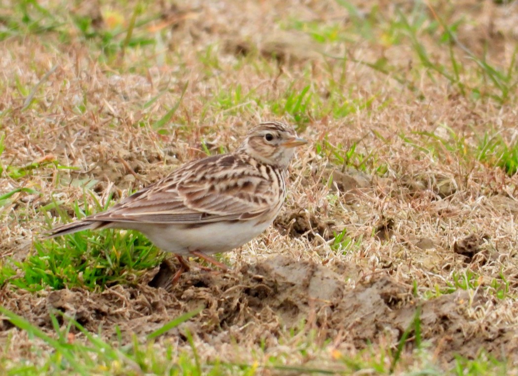 Eurasian Skylark