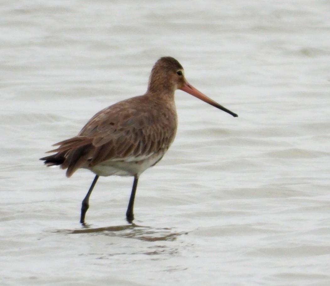Black-tailed Godwit