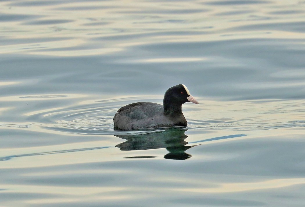 Eurasian Coot