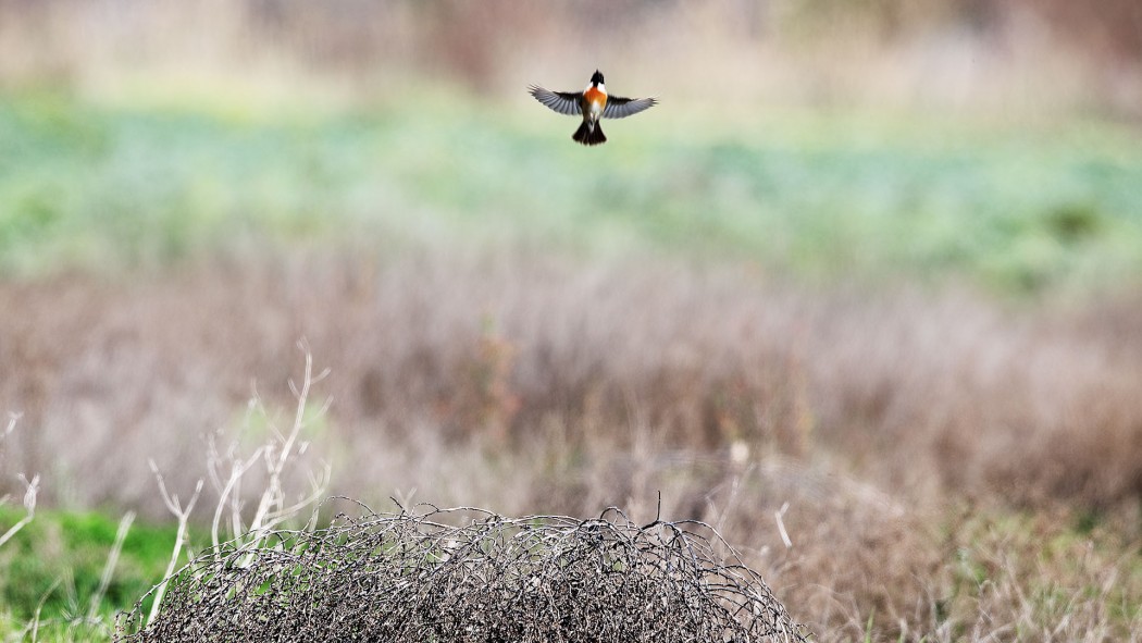 Siberian Stonechat