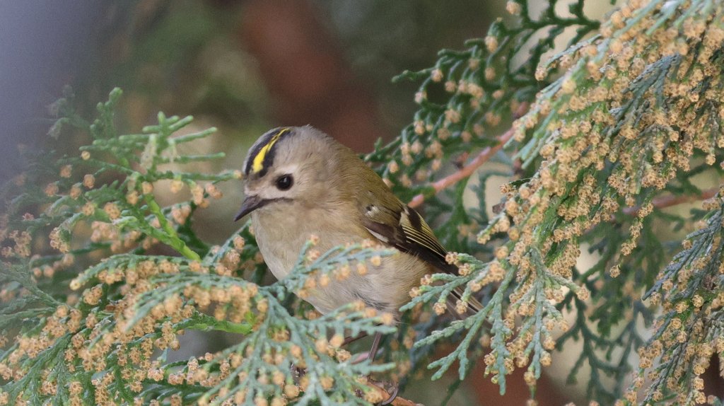Goldcrest