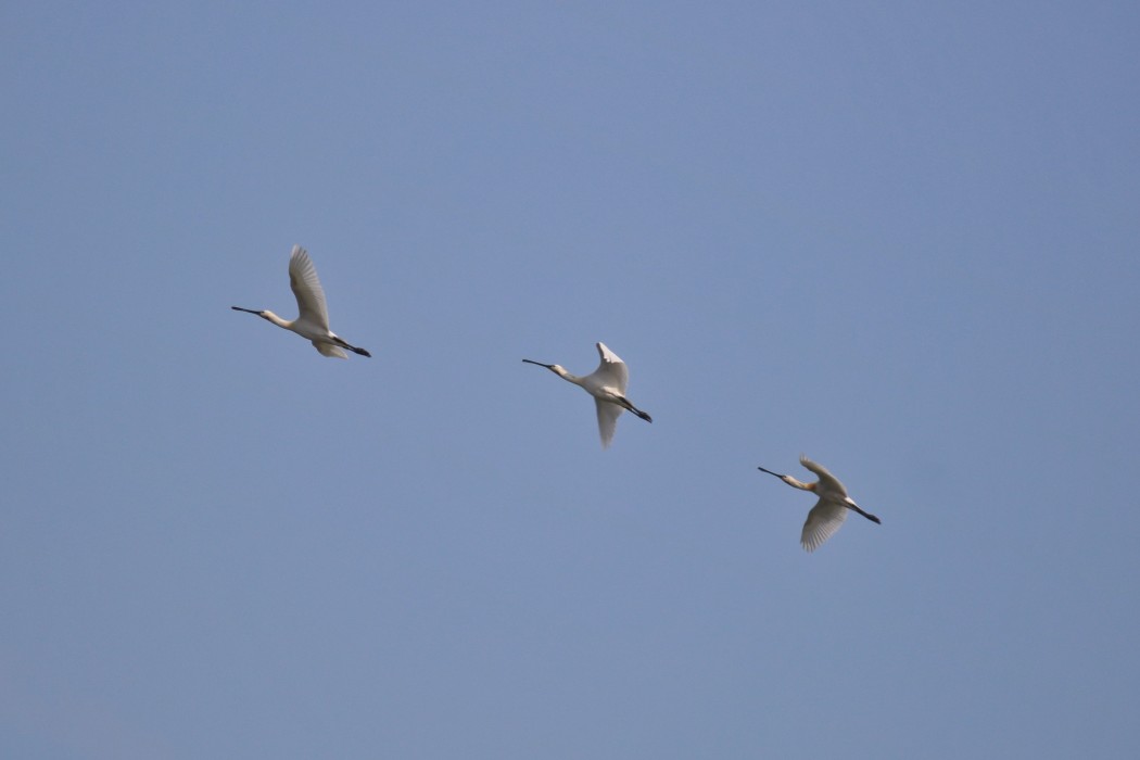 Eurasian Spoonbill