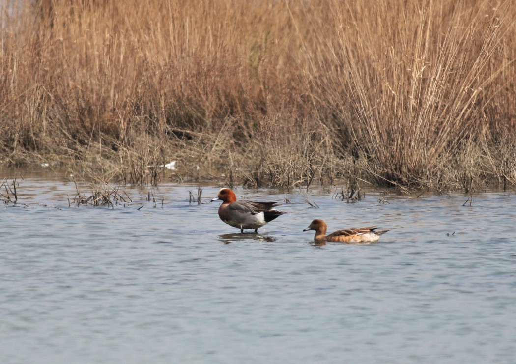 Eurasian Wigeon