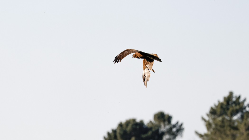 Western Marsh Harrier