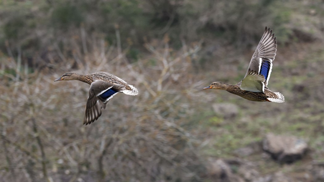 Mallard