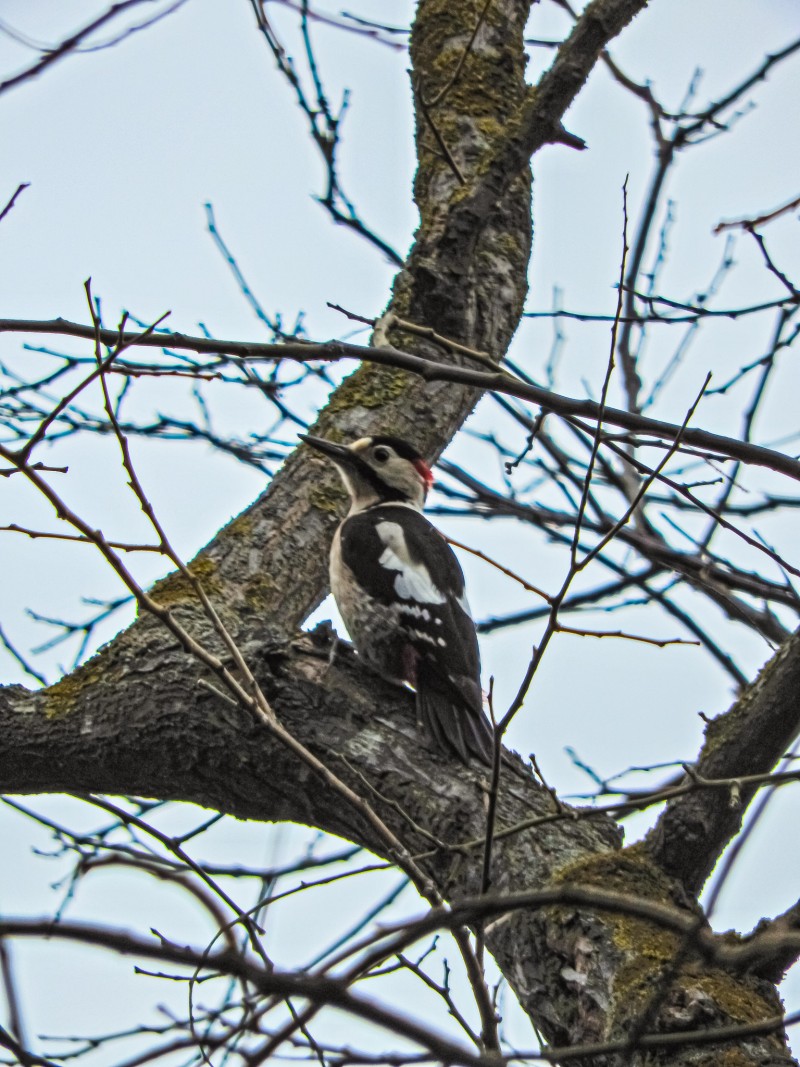 Syrian Woodpecker