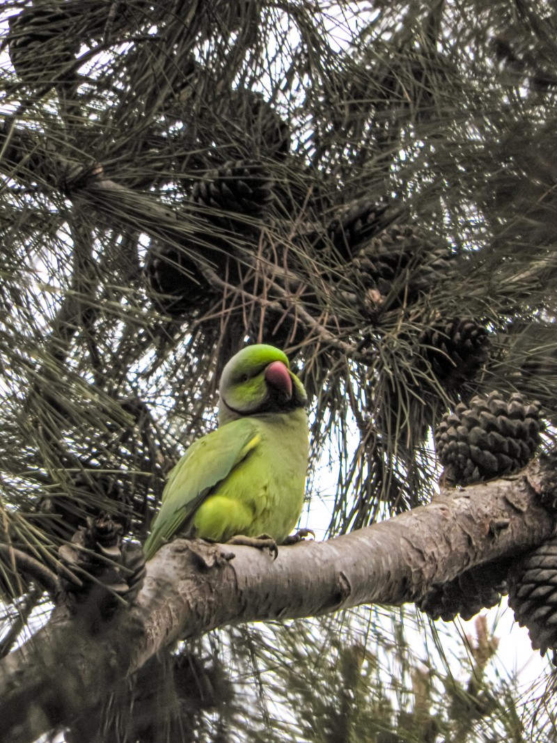 Rose-ringed Parakeet