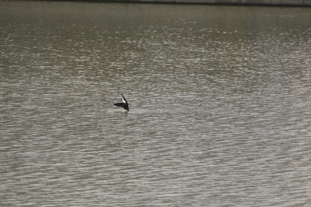 Red-throated Loon