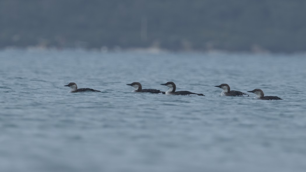 Black-throated Loon