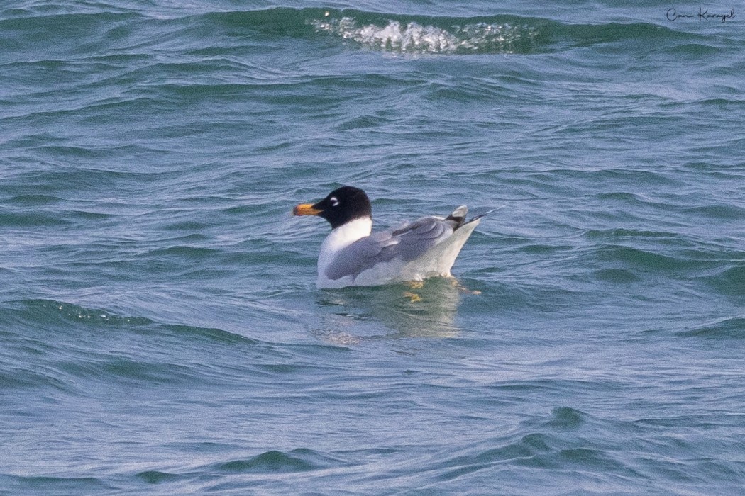 Pallas`s Gull