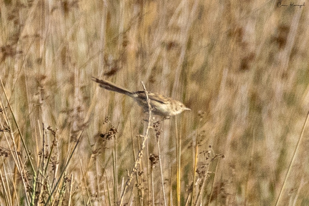Delicate Prinia