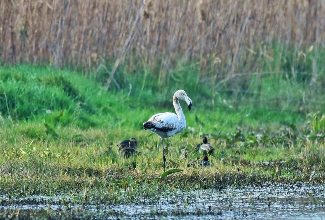 Greater Flamingo