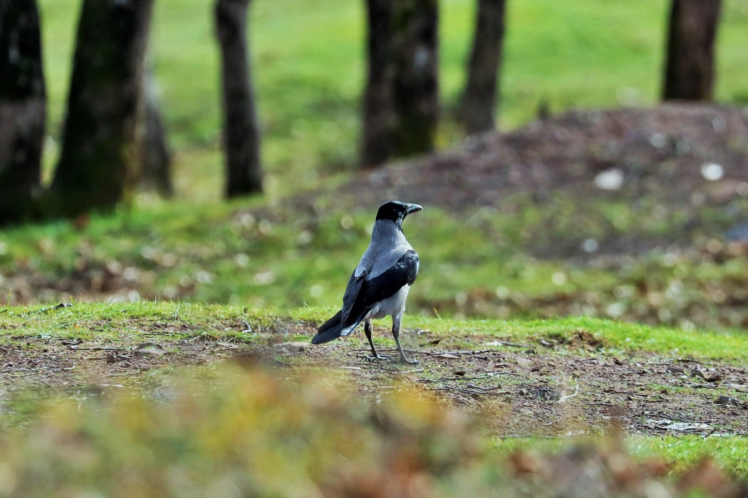 Hooded Crow