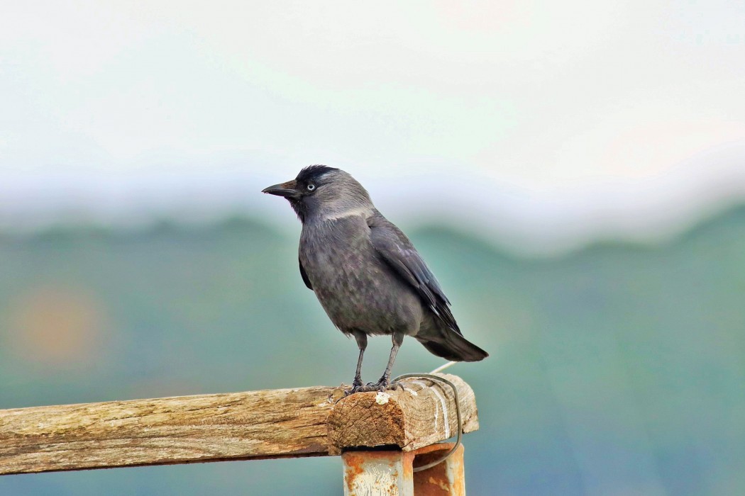 Western Jackdaw