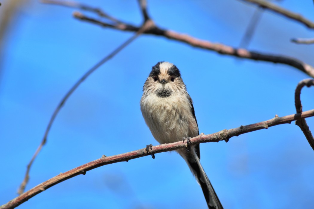 Long-tailed Tit