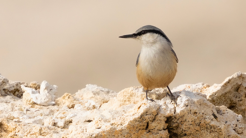 Western Rock Nuthatch