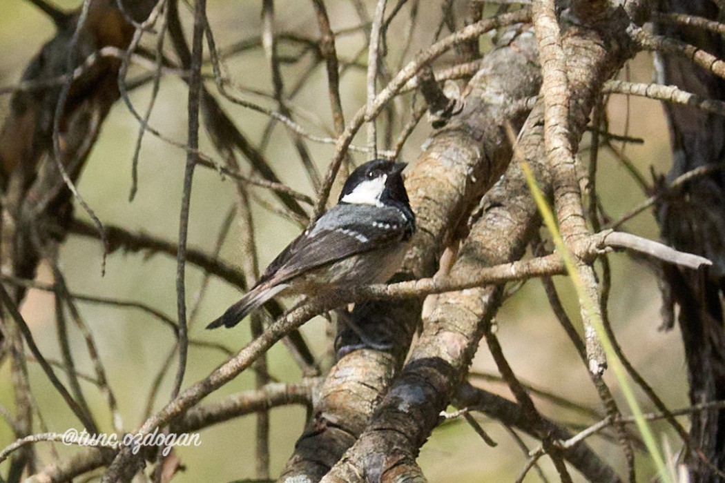 Coal Tit