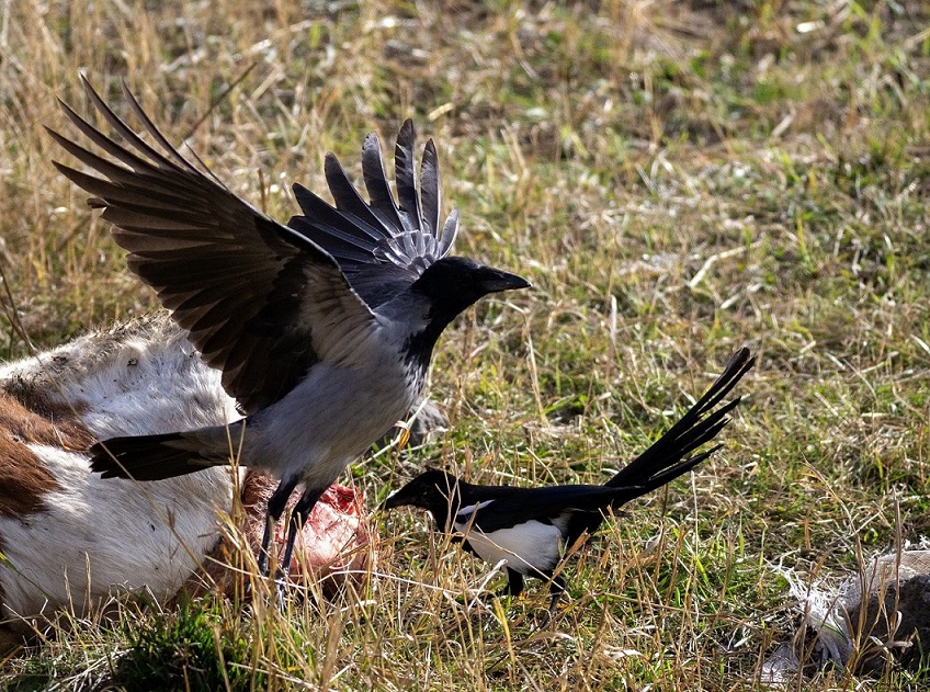 Hooded Crow