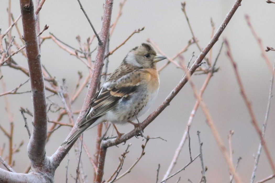 Brambling