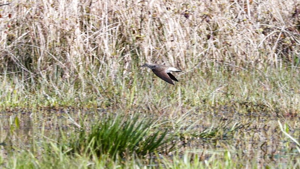 Green Sandpiper