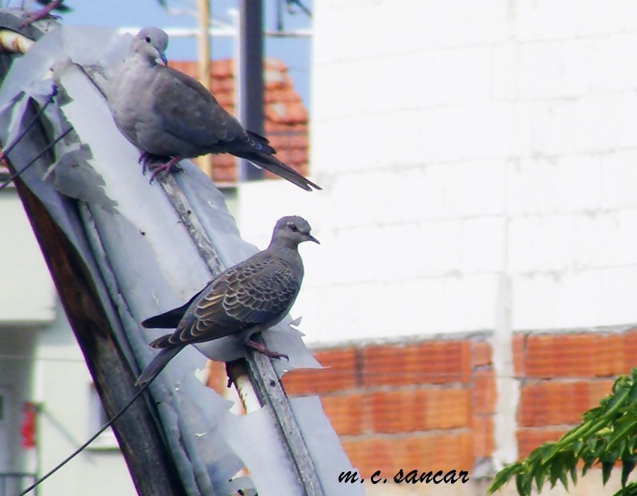 European Turtle Dove