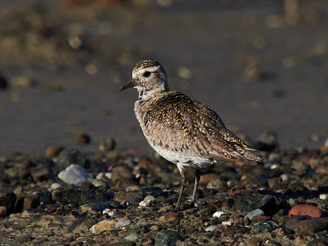 European Golden Plover